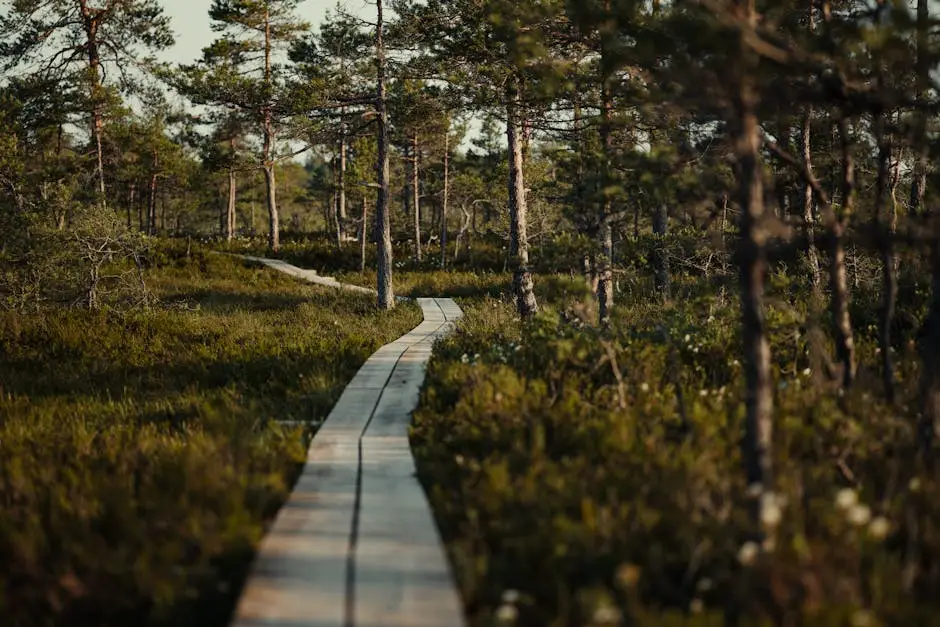 Free stock photo of boardwalk, bog, hiking trail